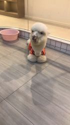 -Moni星球萌宠·小马宝莉·灵蛇·高端高阶全萌宠互动体验俱乐部(红豆国际广场店)