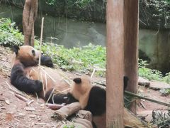 -中国大熊猫保护研究中心雅安碧峰峡基地