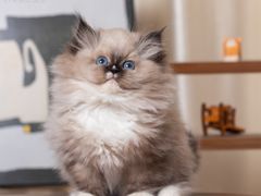 -小猫来了·猫舍(红山六九七九店)