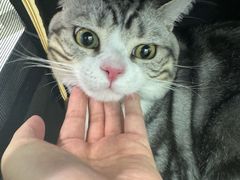-凯瑞希宠物医院·狂犬免疫·微创·皮肤科