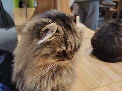 -猫亿天猫咖