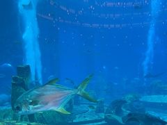 -亚特兰蒂斯•OSSIANO奥西亚诺海底餐厅