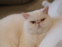 -猫腻·猫咖·撸猫馆(星光大道店)