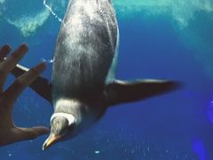 -凯莉-塔尔敦海洋生物水族馆