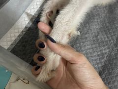 -彩虹桥宠物火化殡葬善终服务(金乐大厦店)