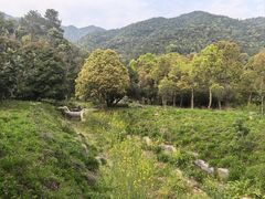 -逸廊大堂吧-下午茶·简餐-千岛湖自由洲际殿