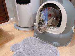 -Bastet sally猫舍购宠(静安店)