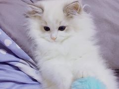 -Bastet sally猫舍购宠(静安店)