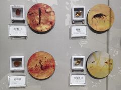 -辽宁古生物博物馆