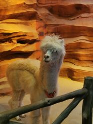 -酷嗒动物文化乐园(cutezoo西溪乐天城店)