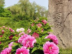 -莲花池公园