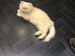 -猫色咖啡·猫咖