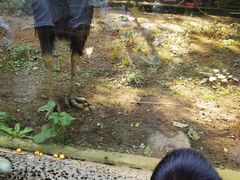 -贵州森林野生动物园