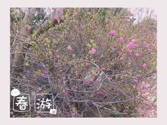 -青岛海景花园大酒店·白果树餐厅青岛菜