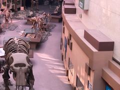 -陕西自然博物馆