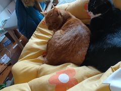 -芭比堂宠物医院·全科爱猫医院·仁德分院