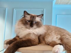 -遇见羊驼·奶狗咖·布偶猫咖·法斗柯基柴犬阿拉斯加(春熙路太古里IFS店)