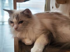 -飞行喵MR PILOT|猫舍·猫咖(静安大融城店)