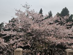 -武汉大学-樱园