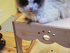 -猫色咖啡·猫咖