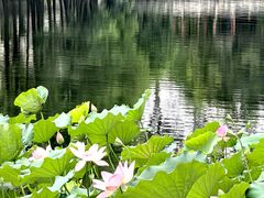 -荔湾湖公园