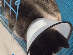 -动物缘宠物医院·骨科·猫科(西二环店)