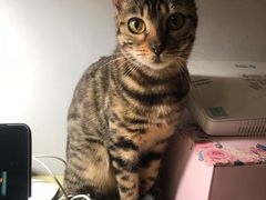 -爱侣宠医·鹦鹉专科·小型哺乳类·异宠专科(灵石路店)