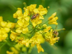 -西湖风景区-江洋畈生态公园