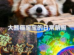 -海合安成都极地海洋公园