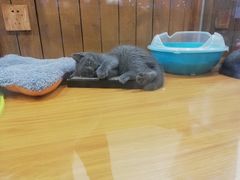 -龟与熊猫宠物公园(南坪店)