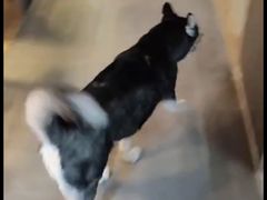 -宠物之家Pets Home 宠物寄养酒店