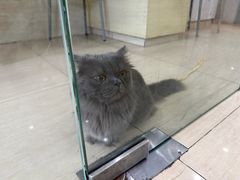 -瑞派天使宠物医院·神经外科·骨科·核磁CT(洛川中路店)