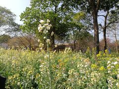 -天适樱花悠乐园