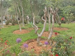 -深圳仙湖植物园