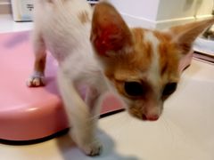 -御宝贝·A梦猫科宠物医院(国际猫友好医院)