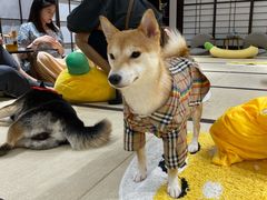 -逗柴咖啡屋·狗咖猫咖宠物桌游