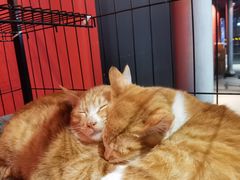 -王扯火胖哥烤生蚝(眉山首店)