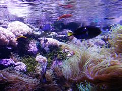 -悉尼海洋生物水族馆