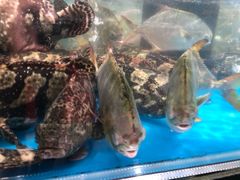 -盒马鲜生(皇庭广场店)