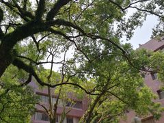 -香港大学