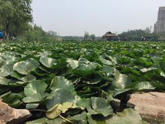 -前关湿地公园