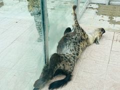 -西霞口神雕山野生动物世界