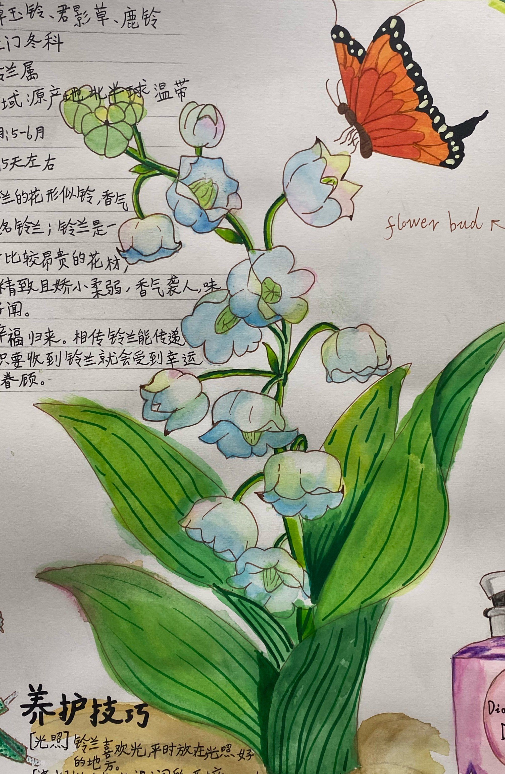 铃兰花香～喜欢的皆可画