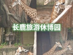 -长鹿旅游休博园