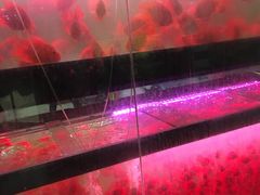 -中环花鸟鱼虫市场
