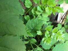 -三峡古玩城(泰古广场店)