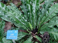 -南山植物园