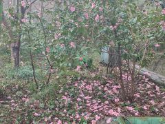 -西湖风景区-江洋畈生态公园