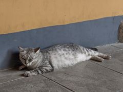 -龙华素斋(龙华路店)