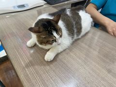 -荔康动物医院(康王北路店)